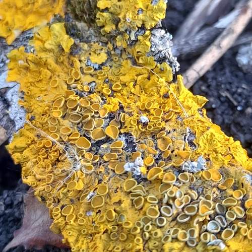 Photo #11145319