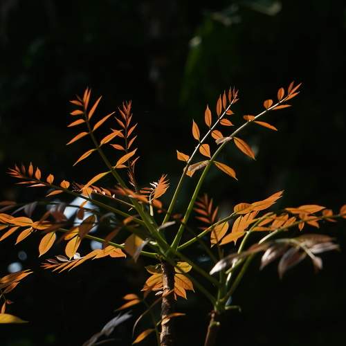 Photo #11145427