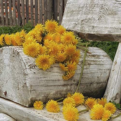 Photo #11146269