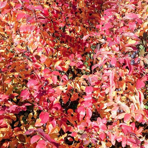 Photo #11146414