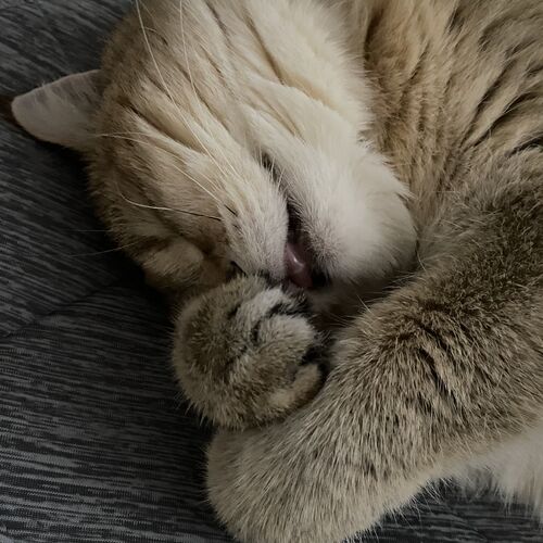 Photo #11146443
