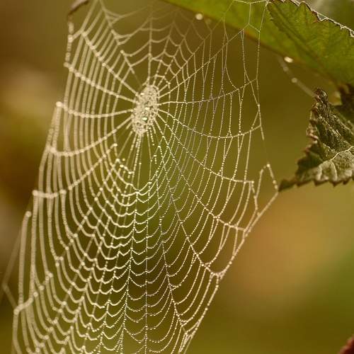 Паутина, осень