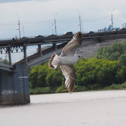 Photo #11147106
