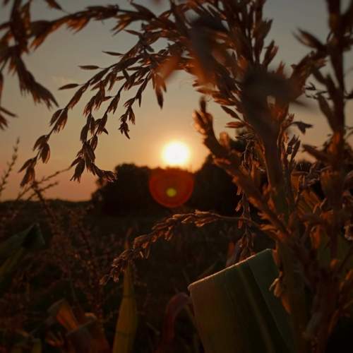 Photo #11148101