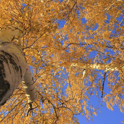 Photo #11148127