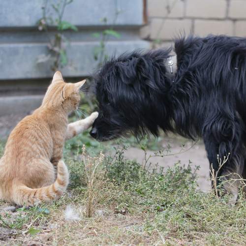Photo #11148346
