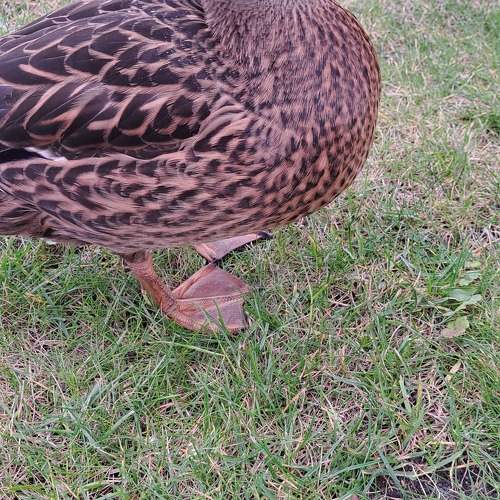 Photo #11149015