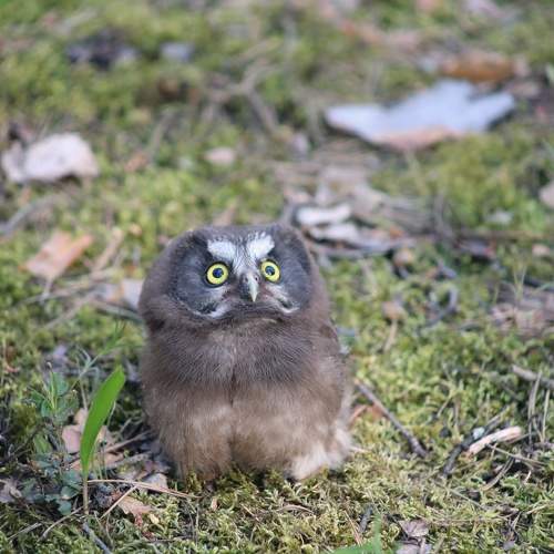 Photo #11149351