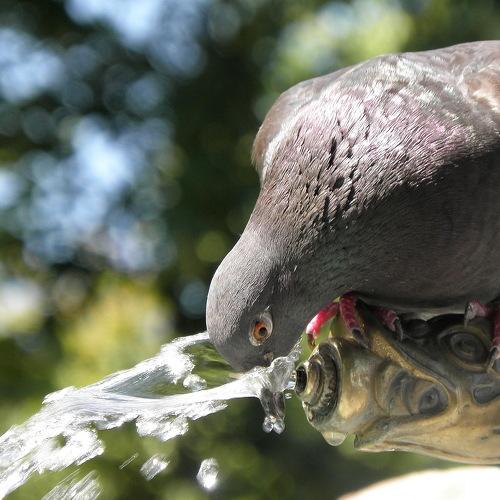 Drinking