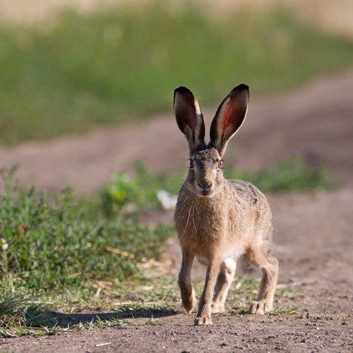 Rabbit