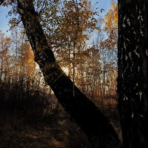 Photo #11150651
