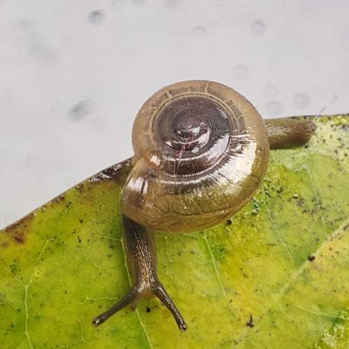 Photo #11150703