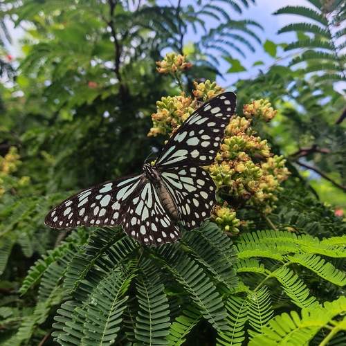 Photo #11150705