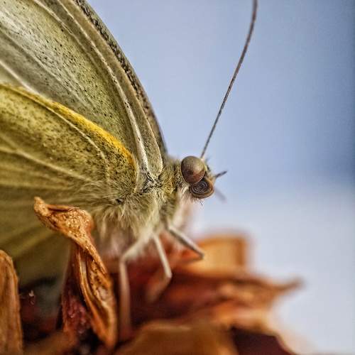 Photo #11150741