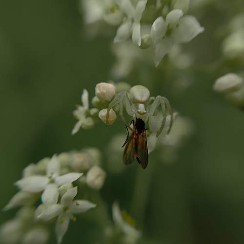 Photo #11150827