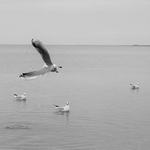 Photo #11150833