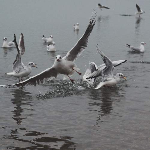 Photo #11150835