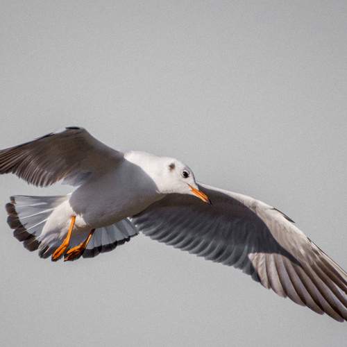 Photo #11150891