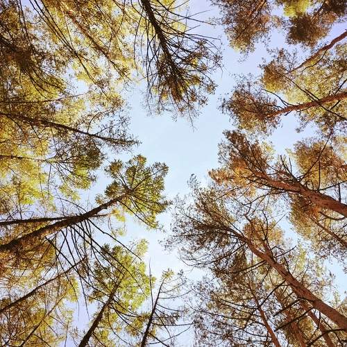 Photo #11150986