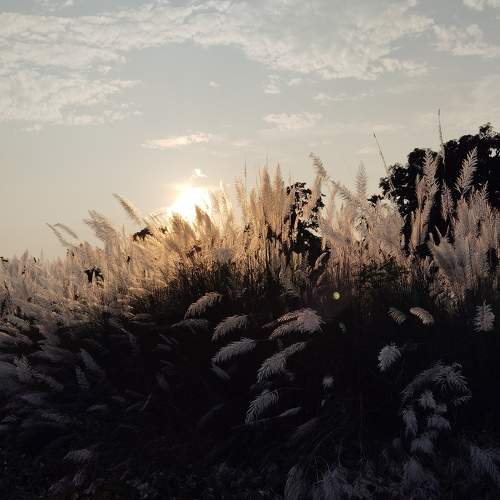 Photo #11151034