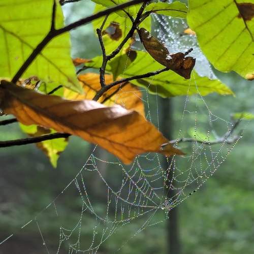 Photo #11151186