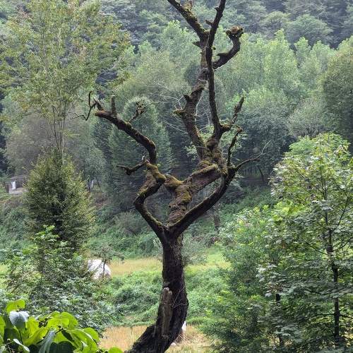 Photo #11151188