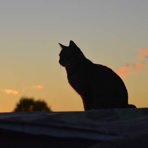 Photo #11151445