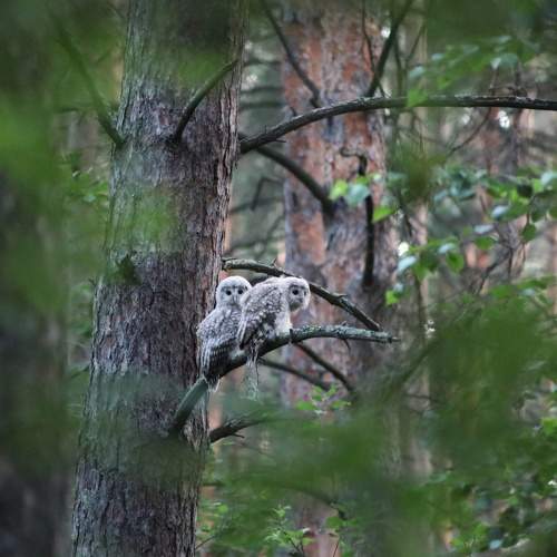 Photo #11152370