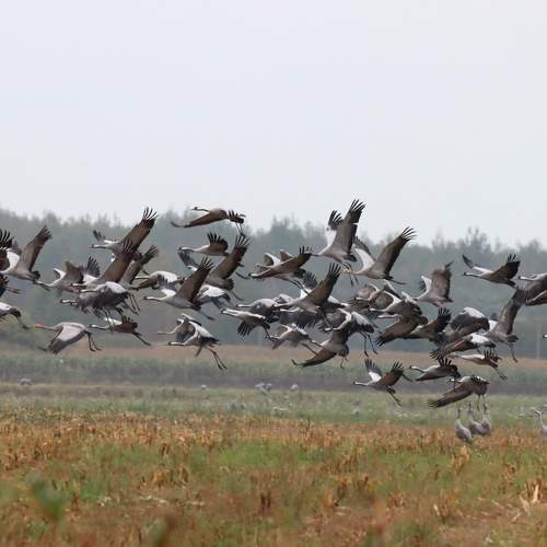 Photo #11152502