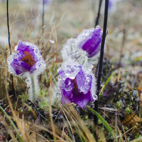 Photo #11153004