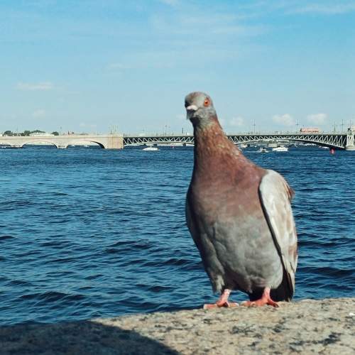 Photo #11153077