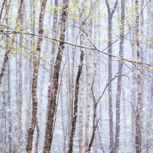 Photo #11153254
