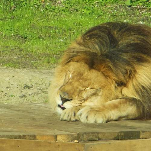 Photo #11153733