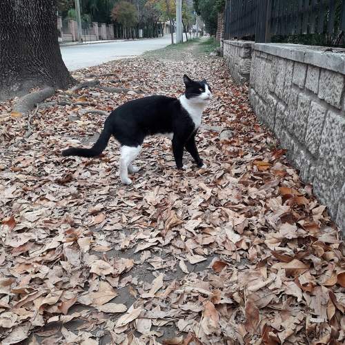 Photo #11154483