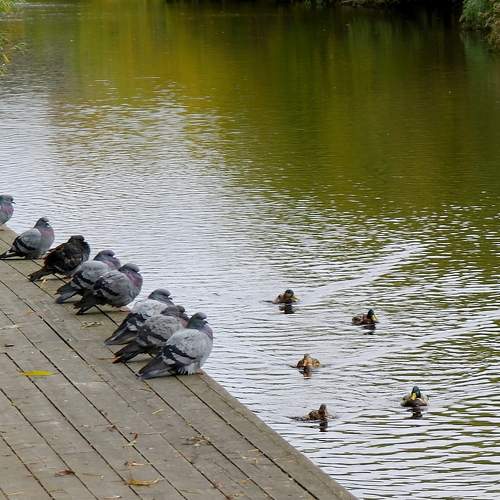 Photo #11154628