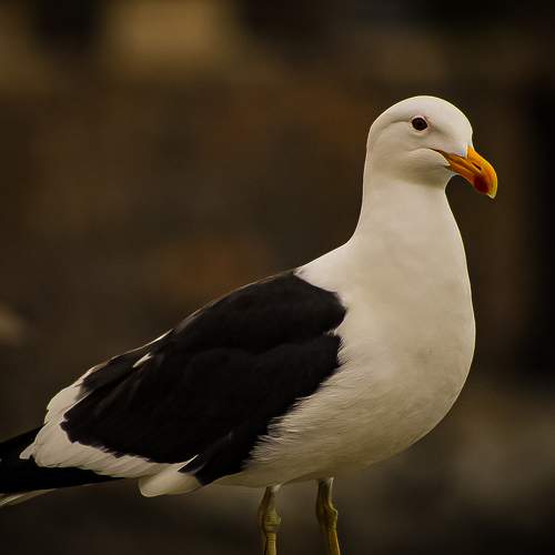 Photo #11155076
