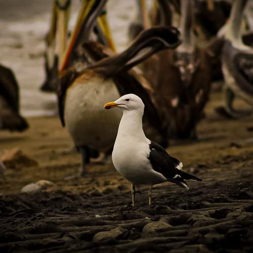 Photo #11155083