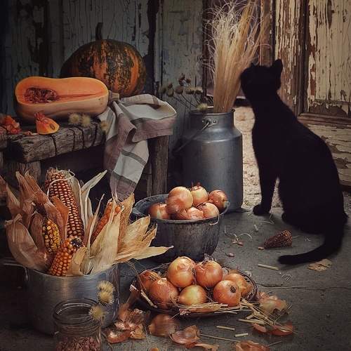 Photo #11155286
