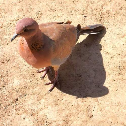 Photo #11155320