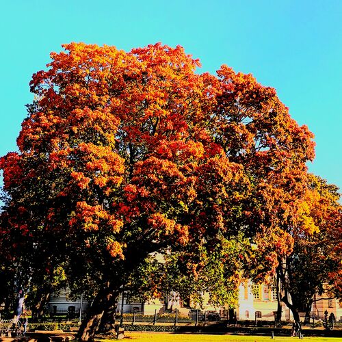 Photo #11155515