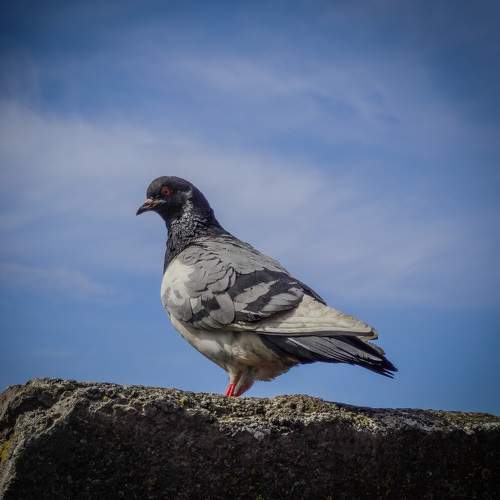 Photo #11155732