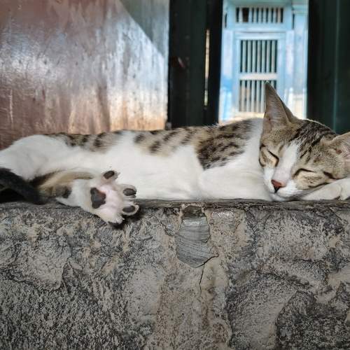 Photo #11156461