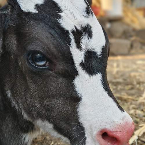 Photo #11156472