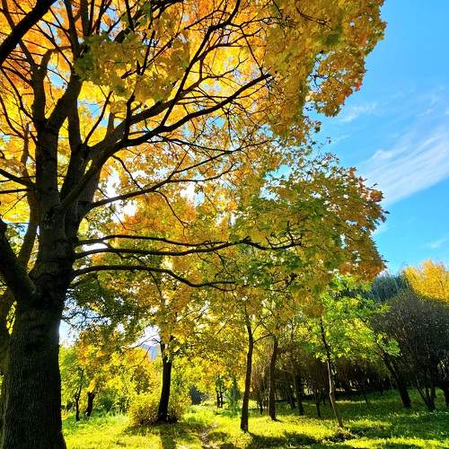 Photo #11156545