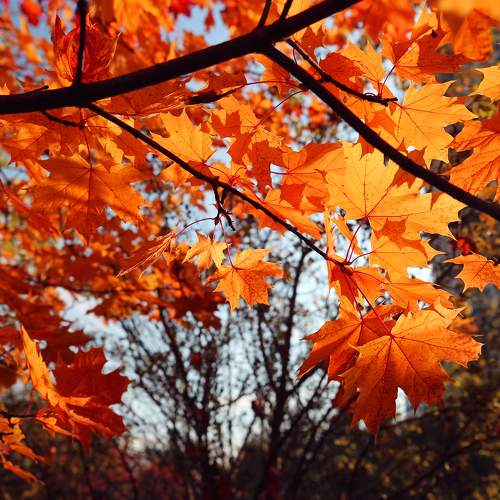Photo #11156662