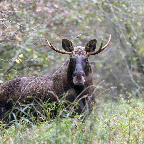 Photo #11156976