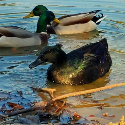 Photo #11157457