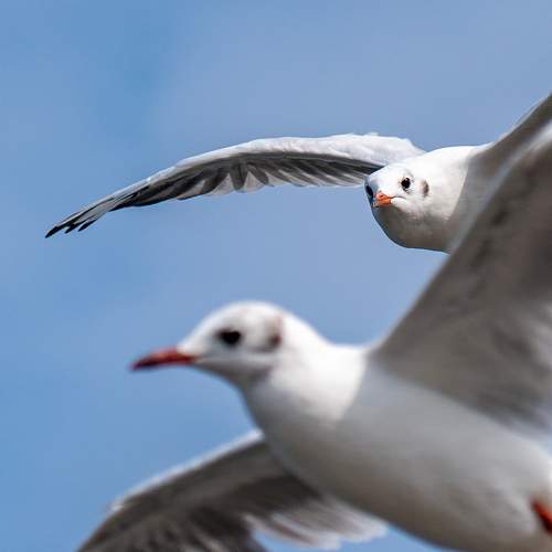 Photo #11157499
