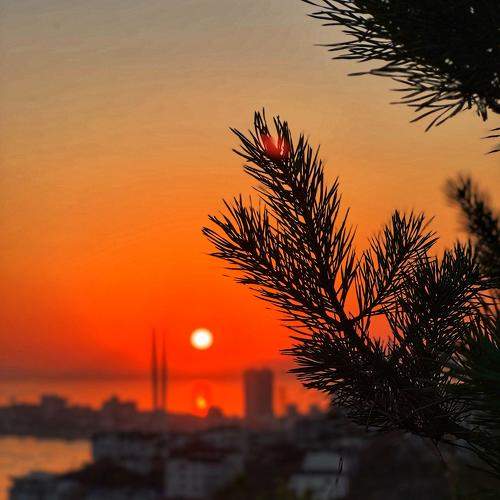 Photo #11157751