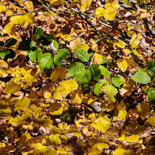 Photo #11158098